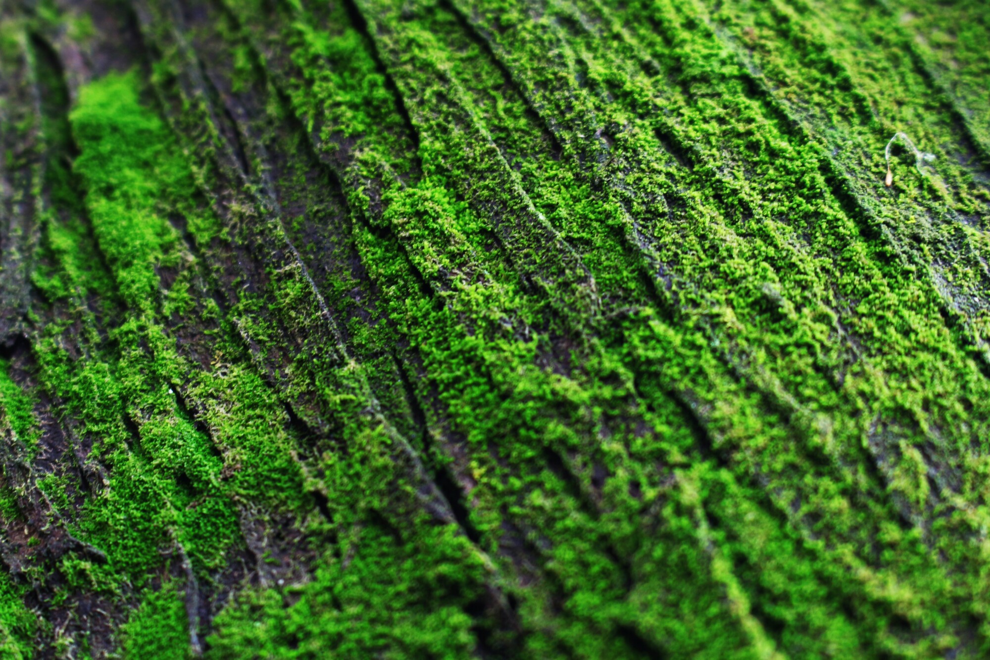 Preserved Moss Wall Art: Is It Right for You?