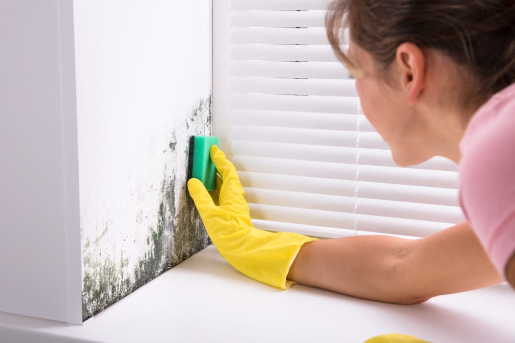 How to Prevent and Get Rid of Mold in Your Basement