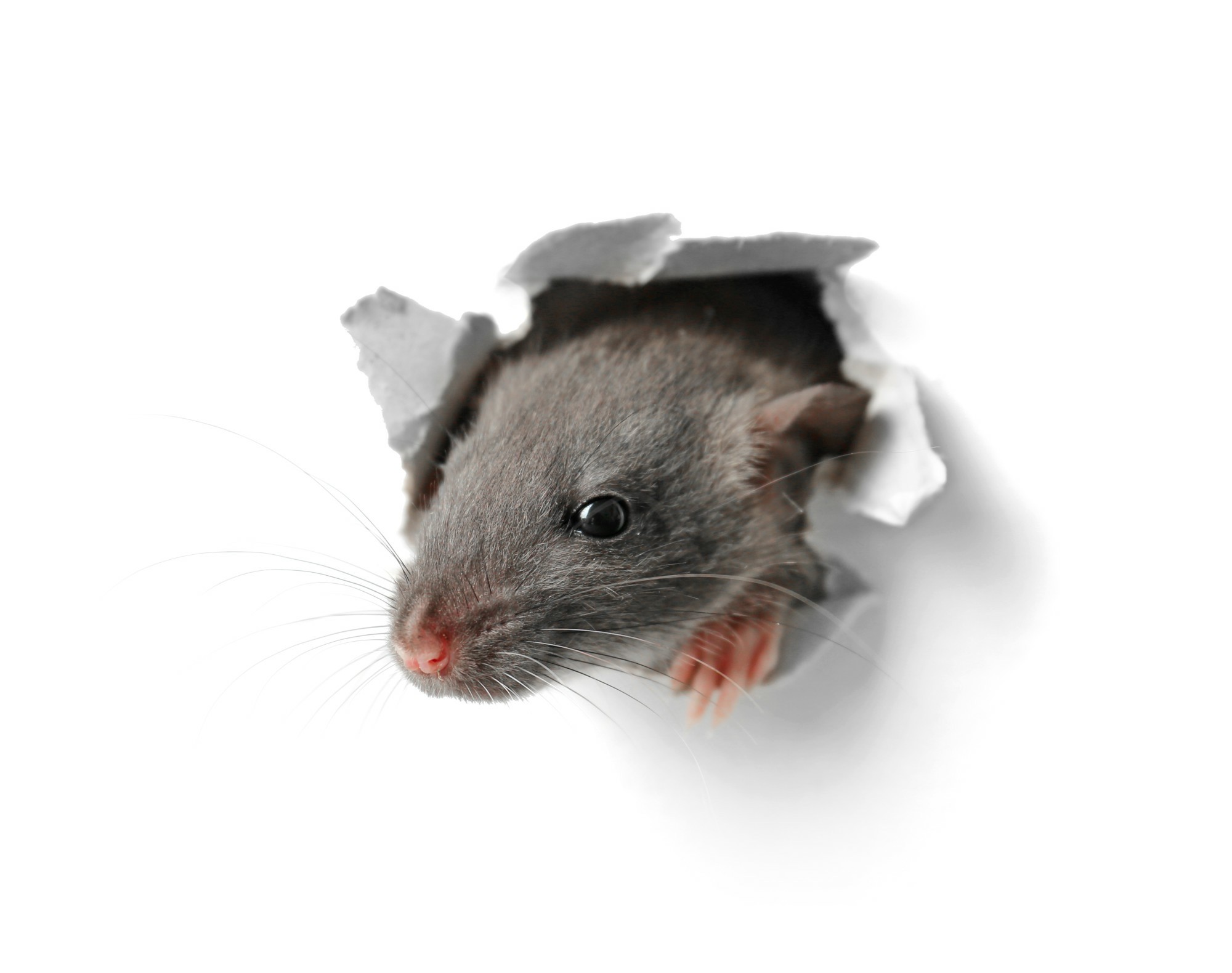5 Tips on How to Get Rid of Rodents in the Attic
