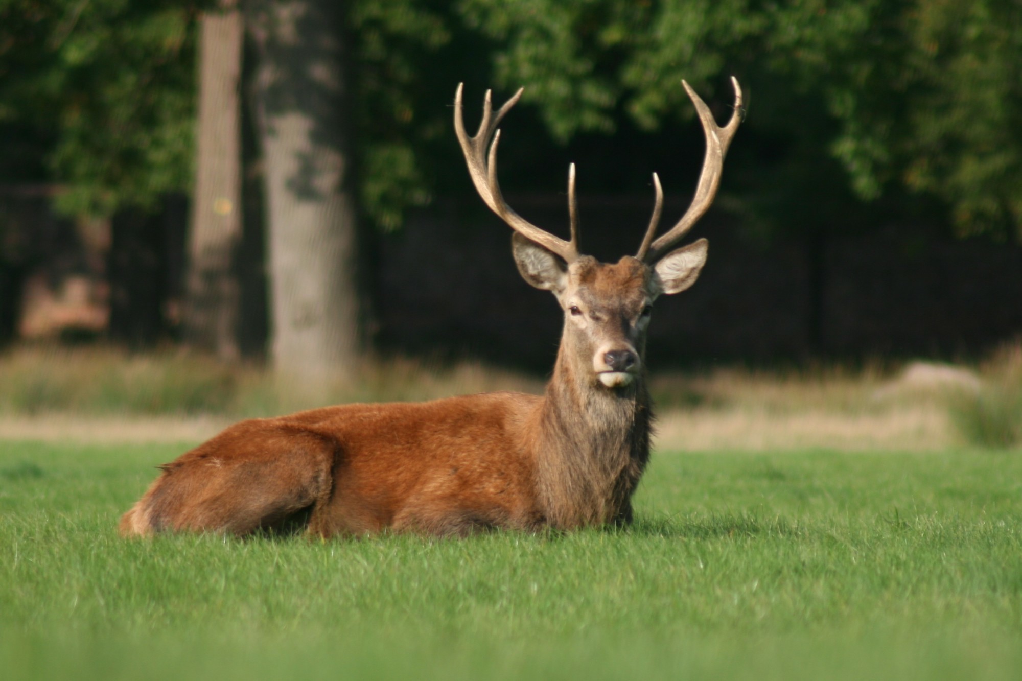 3 Key Qualities of Deer Antler Velvet