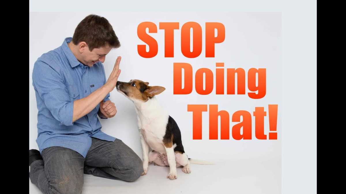 How To Make Your Dog Behave Well?