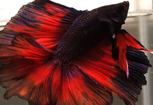 How A bubbler Can Help Your Betta Fish Live a longer and healthier life