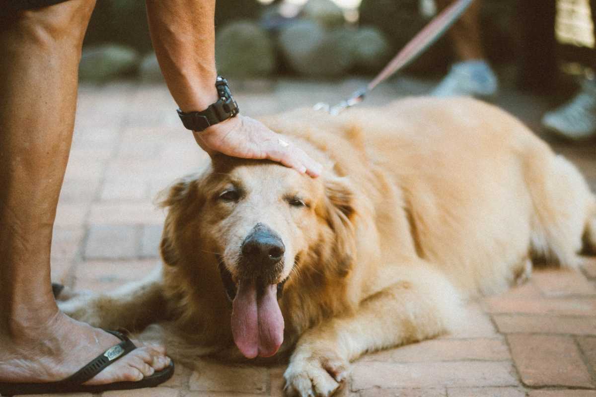 <strong>7 Incredible Benefits of Using Cream for Your Dog</strong>